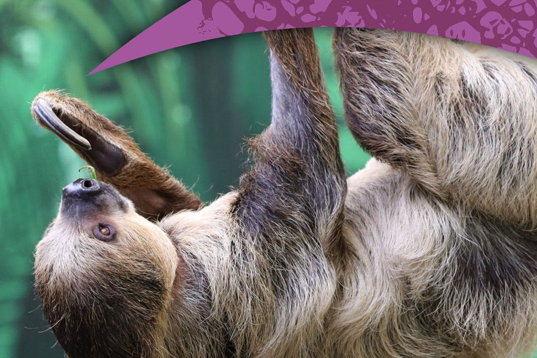 Edinburgh Zoo