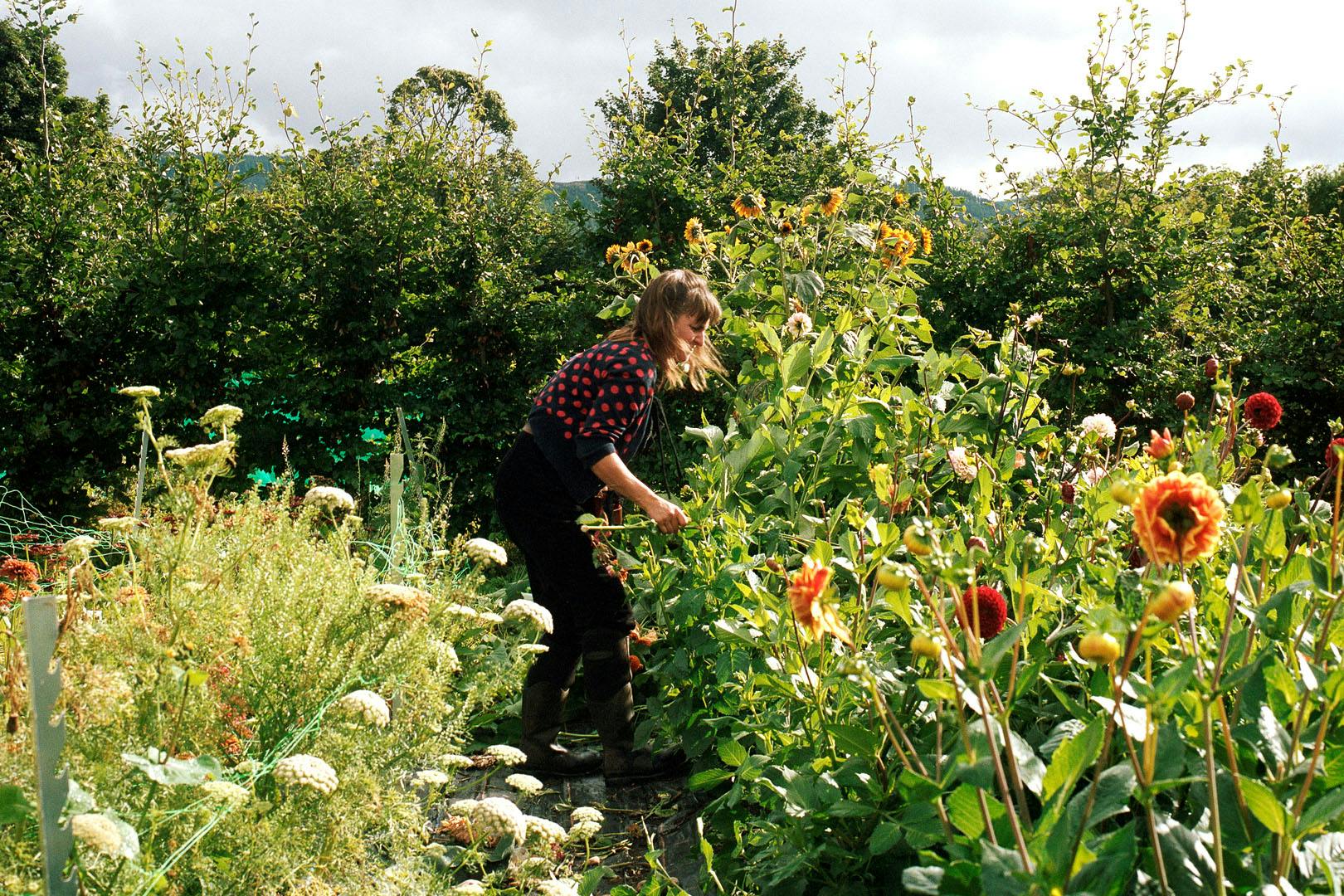 Tomnah’a Market Garden flower picking workshop
