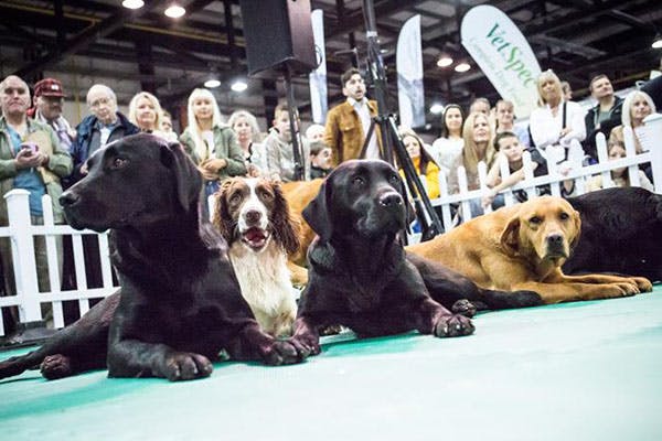 The Dog Lover Show