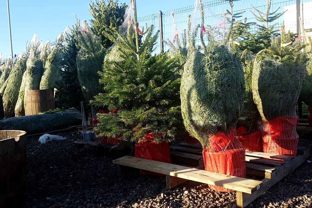 Fife Christmas Trees