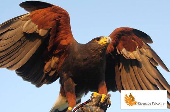 Riverside Falconry