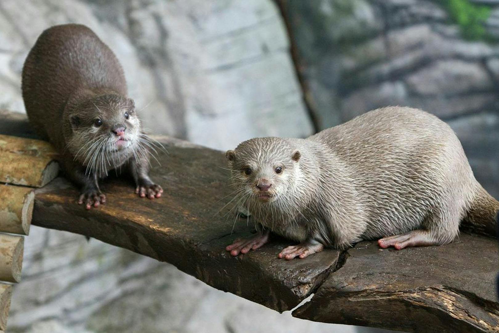SEA LIFE Loch Lomond