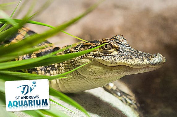 St Andrews Aquarium