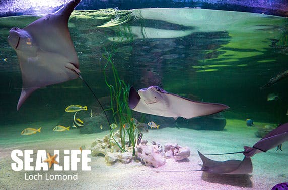Loch Lomond Sea Life Centre