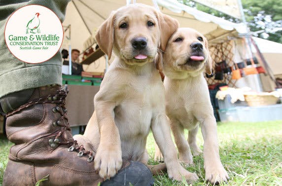 The Scottish Game Fair 