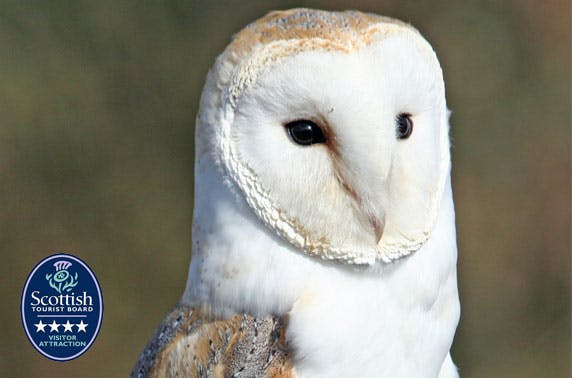 Loch Lomond Bird of Prey Centre