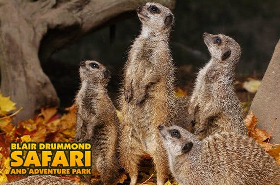 Blair Drummond Safari and Adventure Park 
