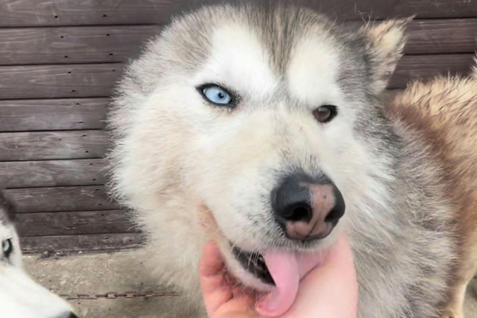 Huskyhaven