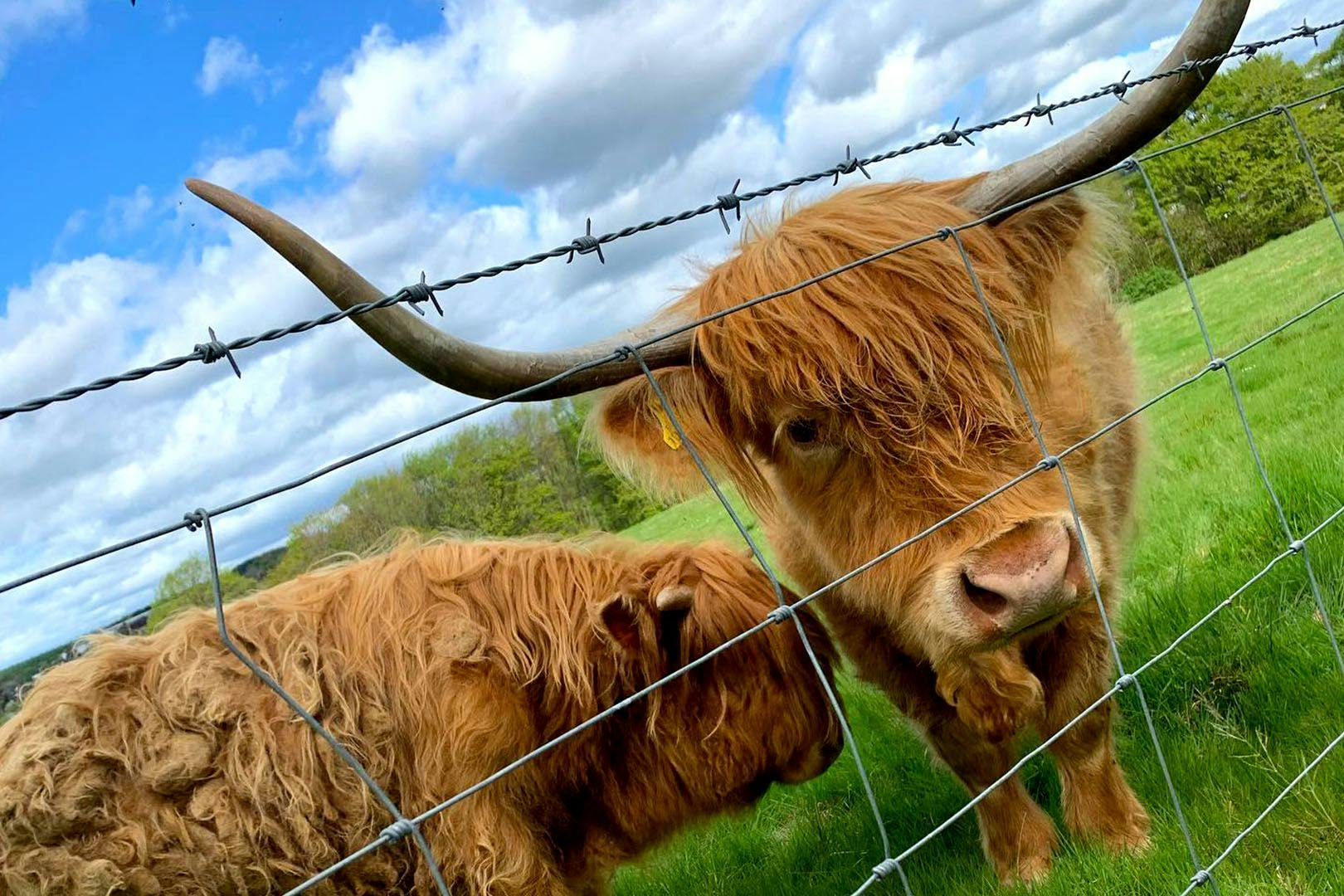 Ardoe House Hotel & Spa