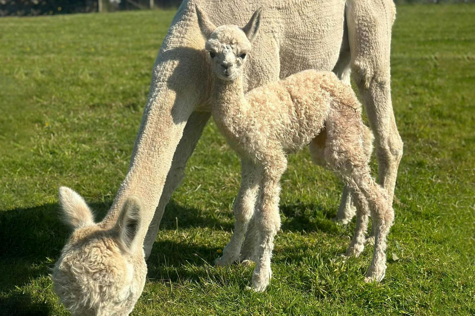 Alpacas Of Scotland Experience