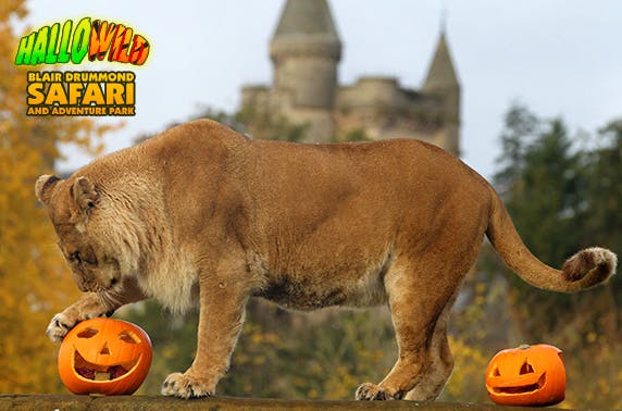 Blair Drummond Safari Park