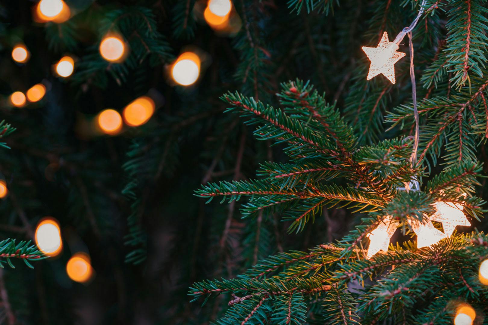 Fife Christmas Trees