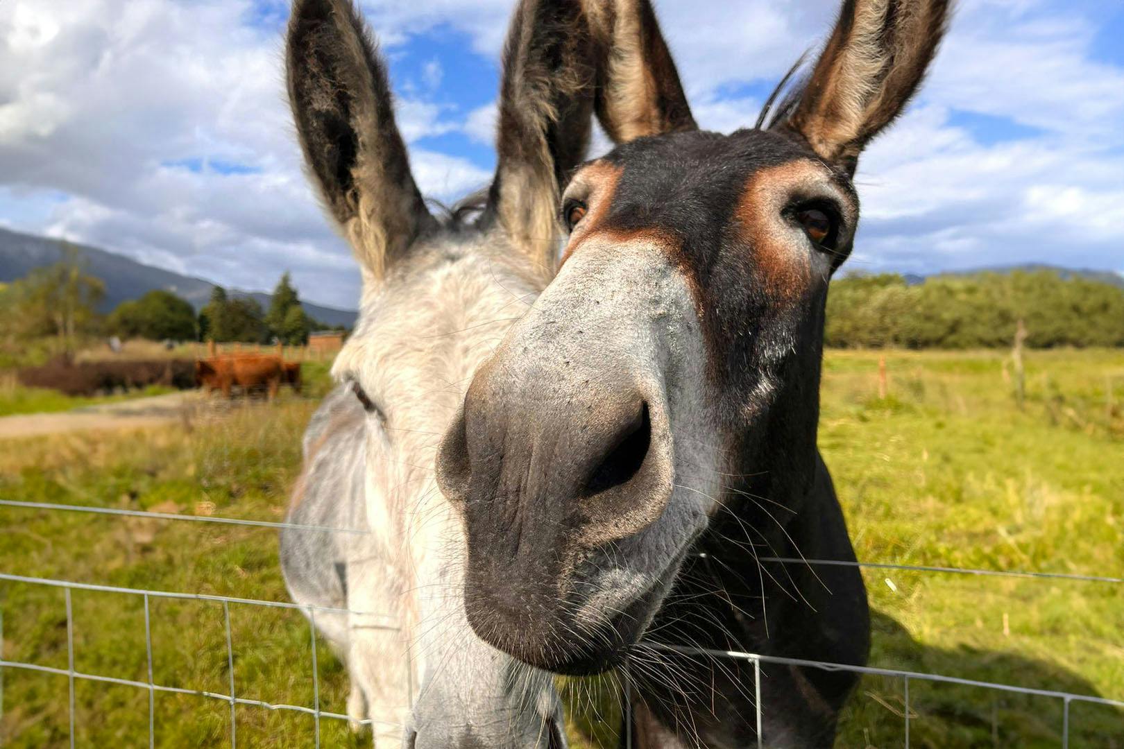 Loch Lomond Faerie Trail