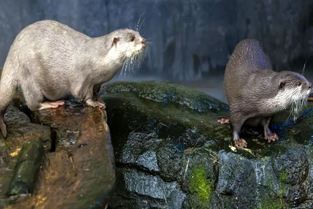SEA LIFE Loch Lomond
