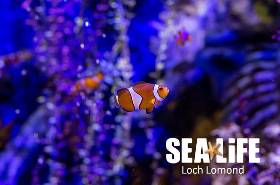Loch Lomond Sea Life Centre