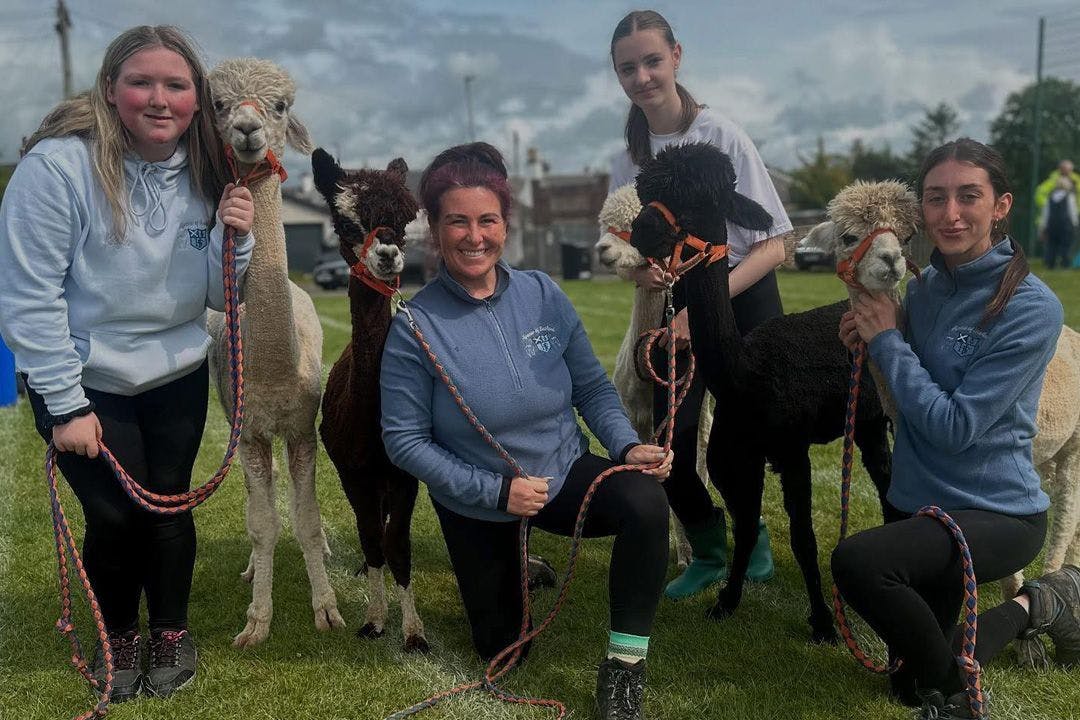 Alpacas of Scotland Experiences