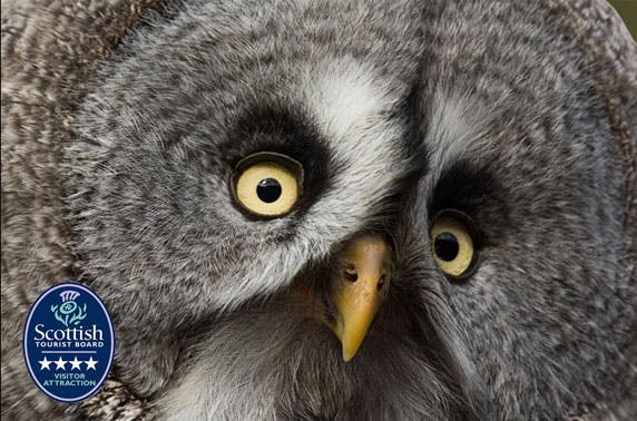 Loch Lomond Bird of Prey Centre
