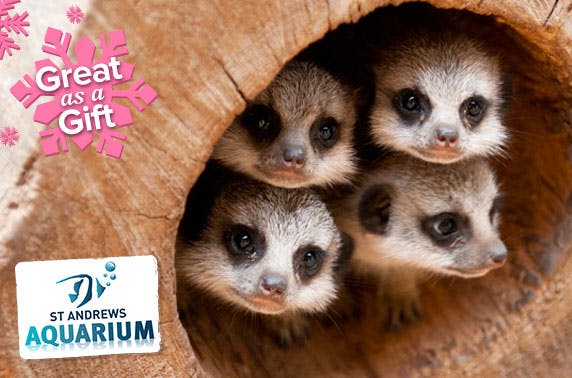 St Andrews Aquarium