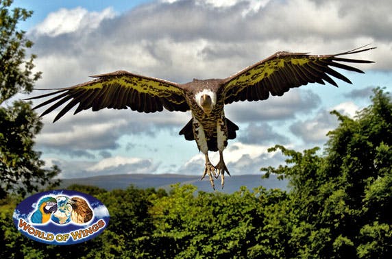 World of Wings 
