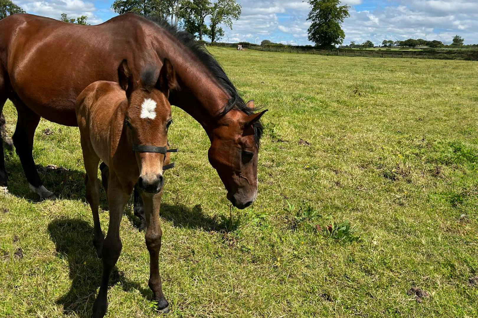 The Daimler Foundation: Morris Equestrian Centre
