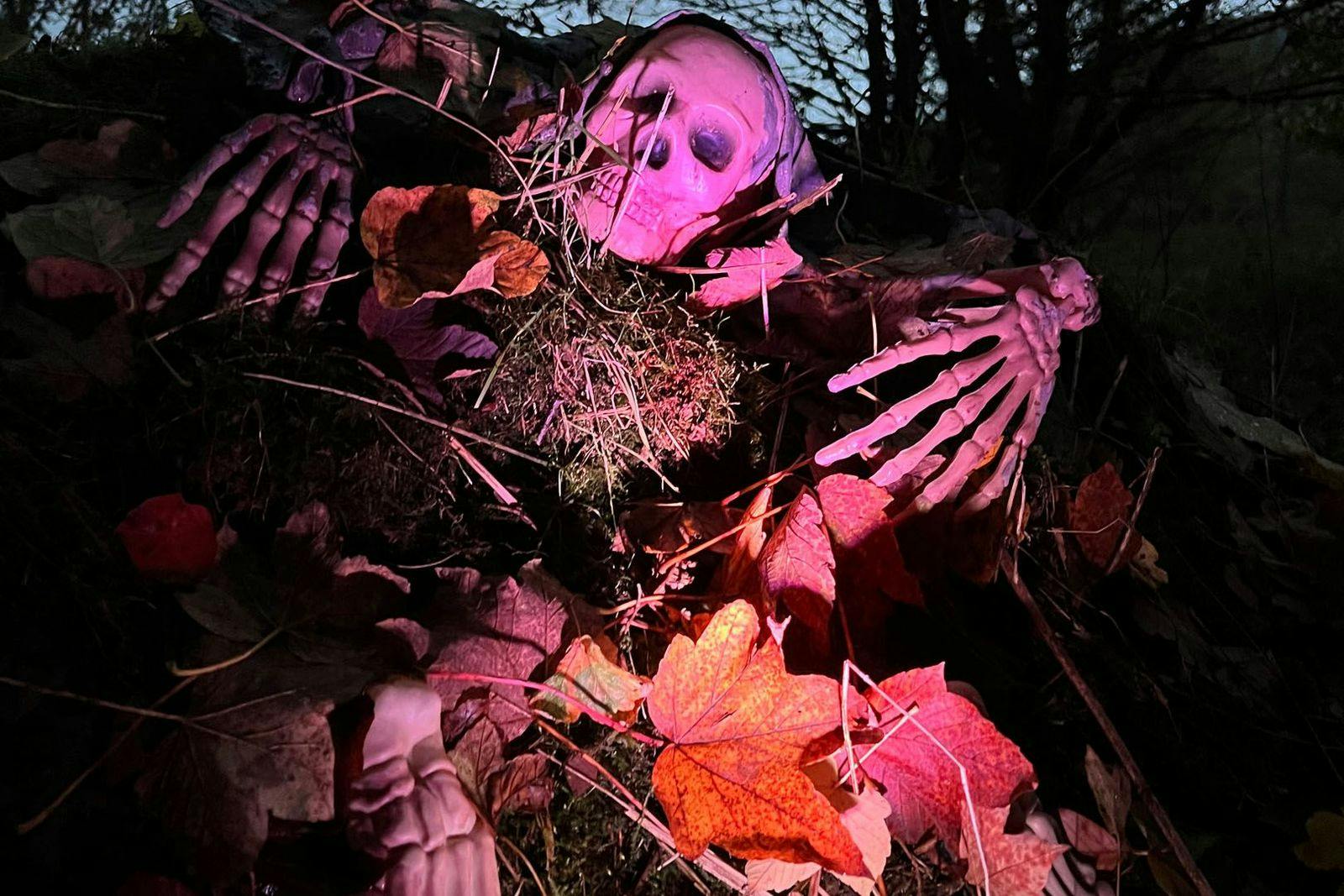 Auchingarrich Wildlife and Adventure Park