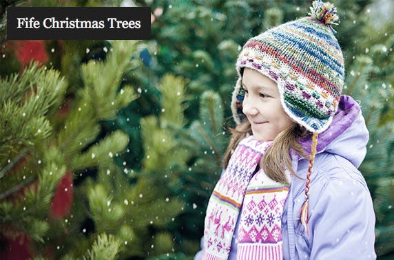 Fife Christmas Trees
