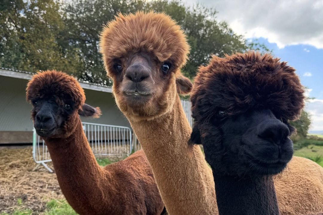 Alpacas of Scotland Experiences
