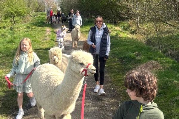 Easter activity session at Alpacas of Scotland