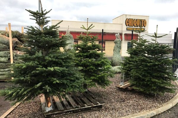 Fife Christmas Trees