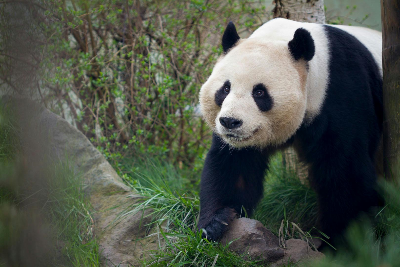 Edinburgh Zoo