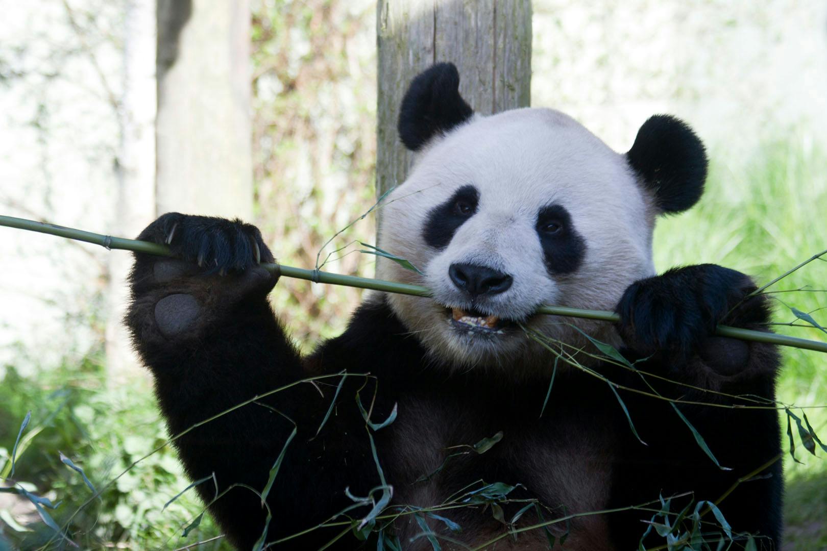 Edinburgh Zoo