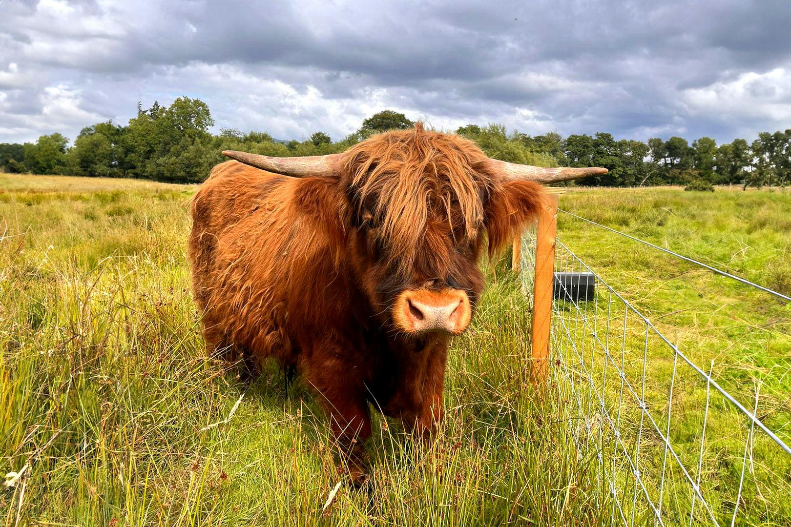 Loch Lomond Faerie Trail