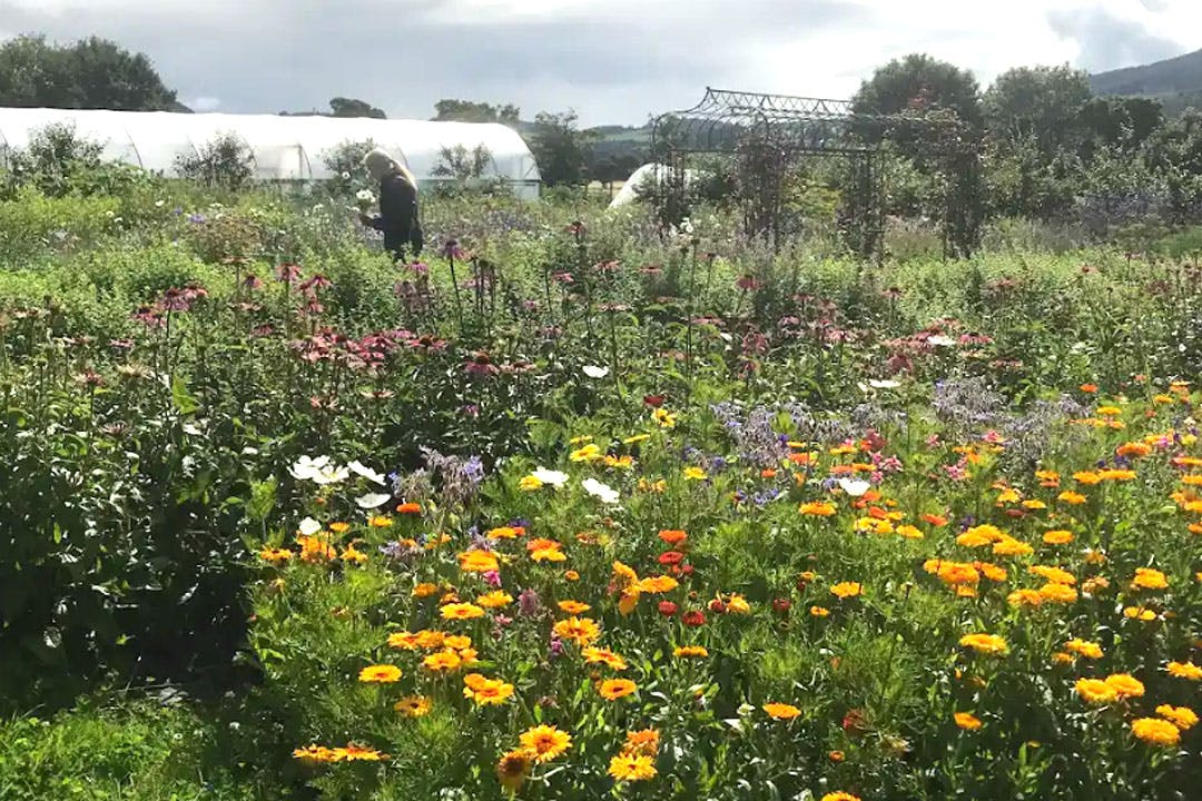 Tomnah’a Market Garden dried flower craft workshops