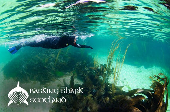 Basking Shark Scotland 