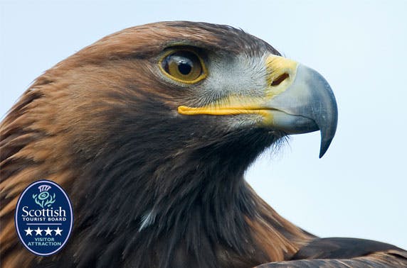 Loch Lomond Bird of Prey Centre