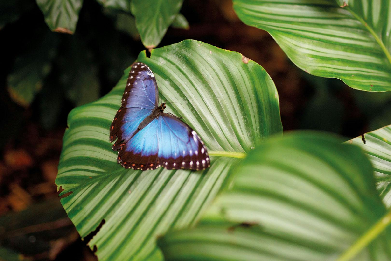 Amazonia at M&Ds