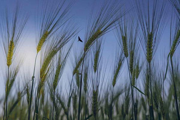Scottish Chamber Orchestra