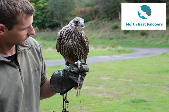North East Falconry