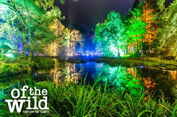 Enchanted Forest