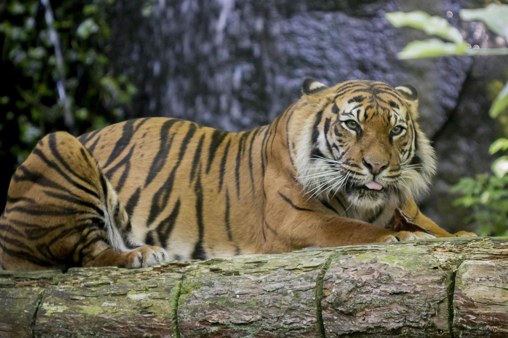 Edinburgh Zoo