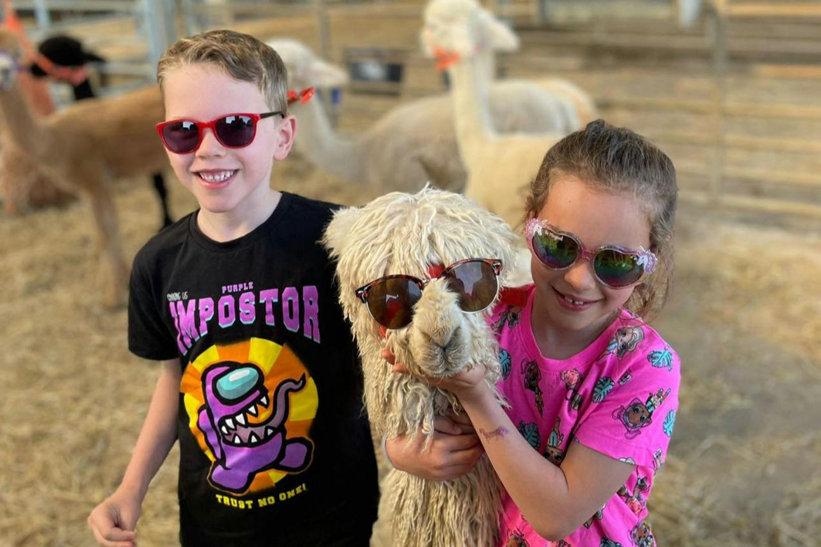 Alpacas Of Scotland Experience