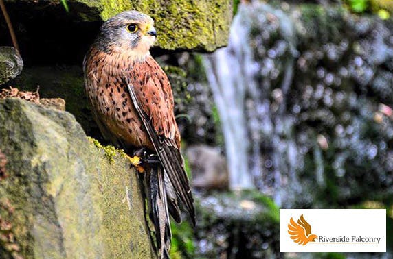Riverside Falconry