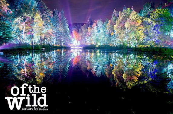 Enchanted Forest