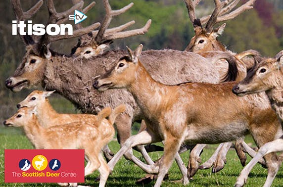The Scottish Deer Centre 