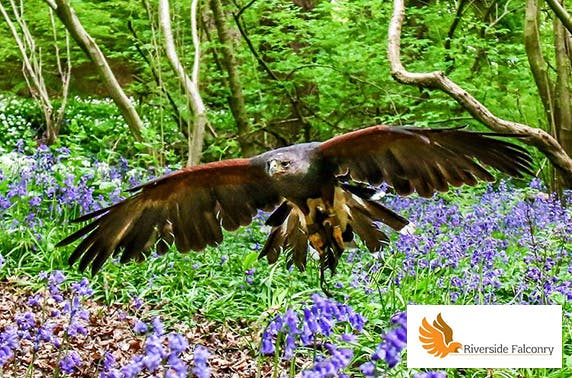 Riverside Falconry