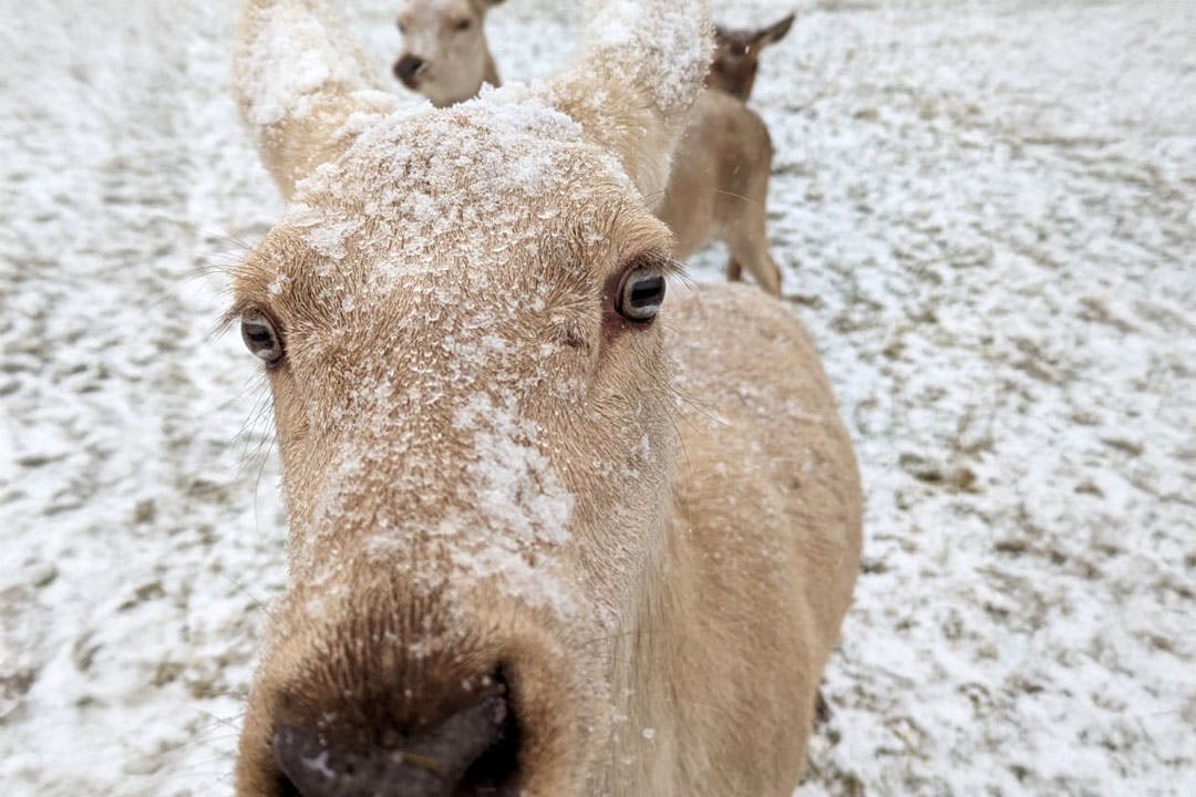 Crieff Hydro deer experience