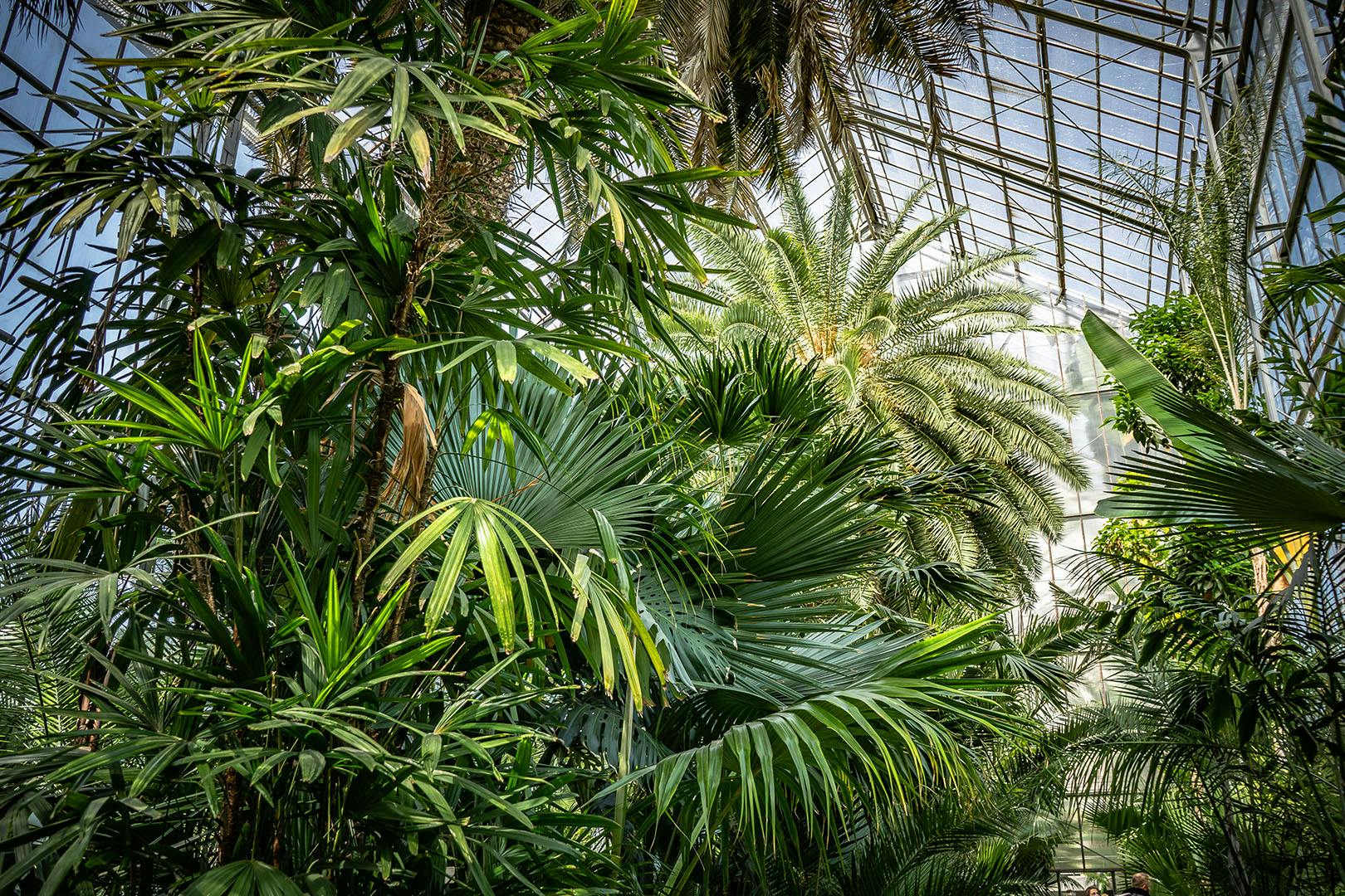 Bard in the Botanics