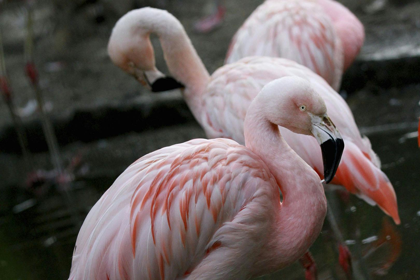 Edinburgh Zoo