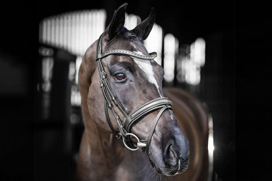 The Daimler Foundation: Morris Equestrian Centre