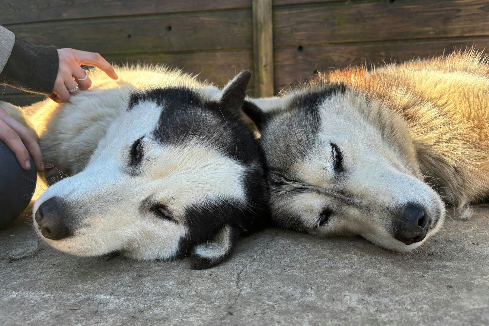 Huskyhaven